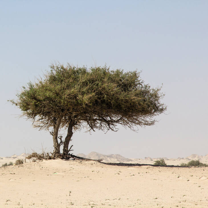 Omani Frankincense essential oil - Image 2